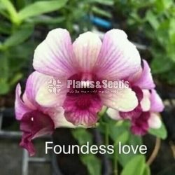 Thailand Dendrobium Orchids