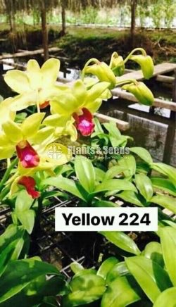 Thailand Dendrobium Orchids
