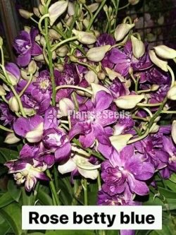 Thailand Dendrobium Orchids