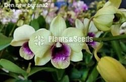 Thailand Dendrobium Orchids