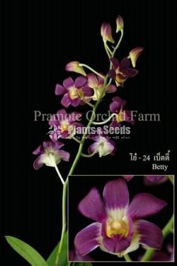 Thailand Dendrobium Orchids