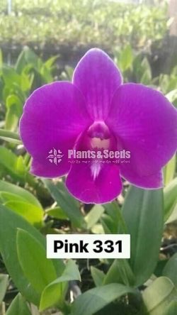 Thailand Dendrobium Orchids