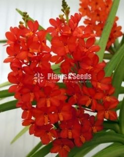 VAC-CURV RED Orchid