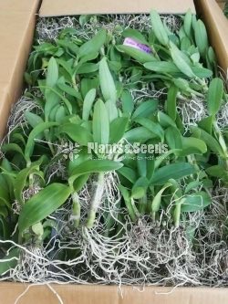 Thailand Dendrobium Orchids