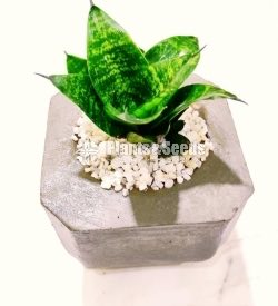 Indoor Plant - Sansevieria 