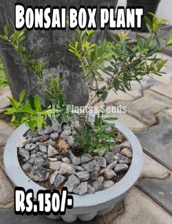 Bonsai Box Plant
