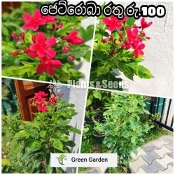 Jetroba  Red