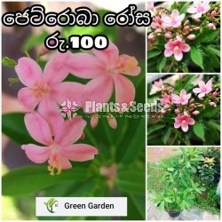 Jetroba Pink 