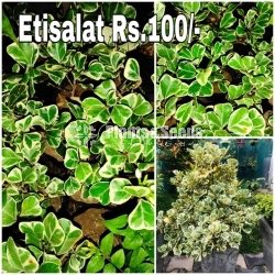 Etisalat