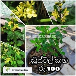 Kristelsia(ක්‍රිස්ටෙල්සියා )