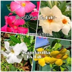 Mandavila