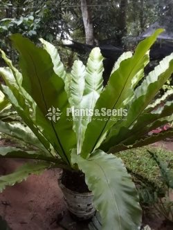 Birds nest fern
