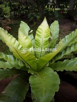 Birds nest fern