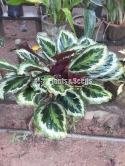 Outdoor Plants