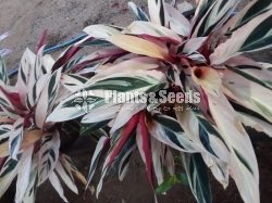 Outdoor Plants
