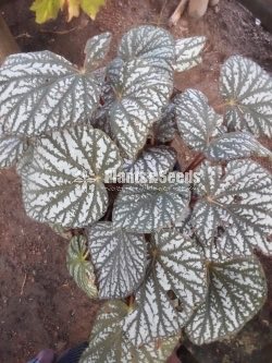 Outdoor Plants