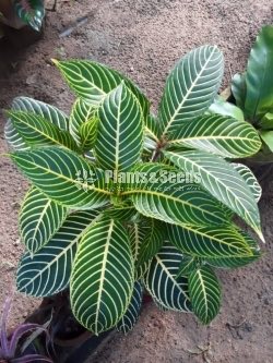 Outdoor Plants