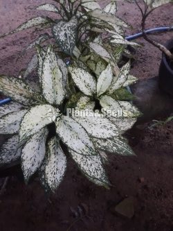 Outdoor Plants