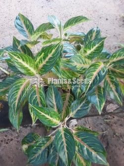 Outdoor Plants