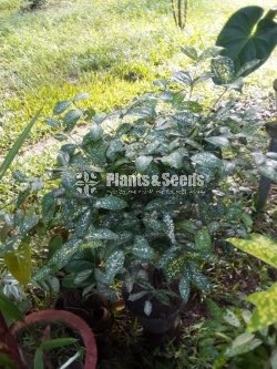 Outdoor Plants
