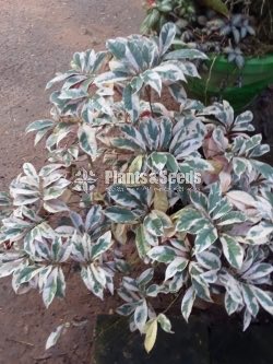 Outdoor Plants