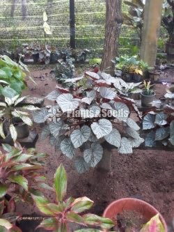 Outdoor Plants