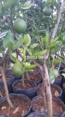 Bibila Sweet Pani Dodam(බිබිල ස්ව්ට් පැණි දොඩම්)