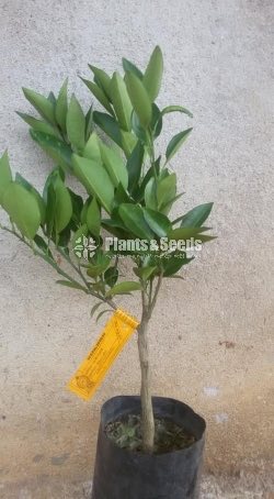 Bibila Sweet Pani Dodam(බිබිල ස්ව්ට් පැණි දොඩම්)