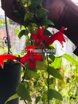 Lipstick Flower(ලිප්ස්ටික් මල් පැල)