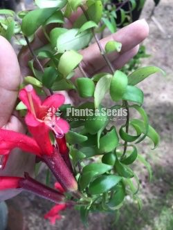 Lipstick Flower(ලිප්ස්ටික් මල් පැල)
