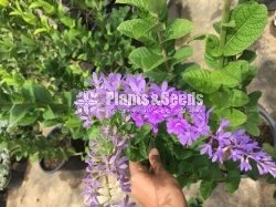පෙට්‍රියා new(Petria)