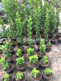 පෙට්‍රියා new(Petria)