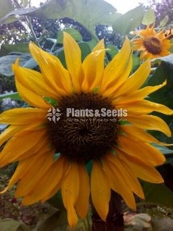 Suriyakantha Seeds(Sunflower)