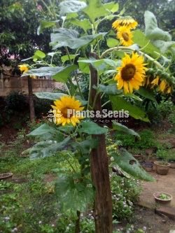 Suriyakantha Seeds(Sunflower)