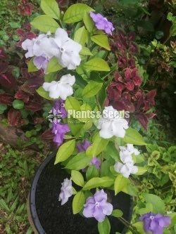 Sariuth Mugalan Plants