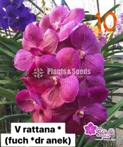 Vanda Blooming 