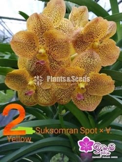 Vanda Blooming 