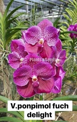 Vanda Blooming 