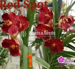 Vanda Blooming 