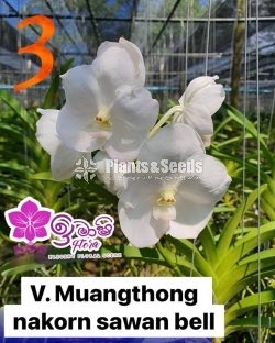 Vanda Blooming 
