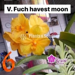 Vanda Blooming 