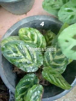 Calathea Plants