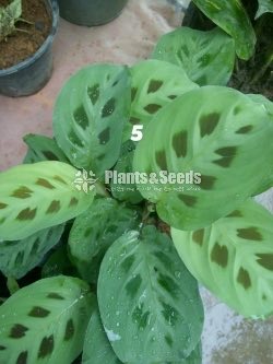 Calathea Plants