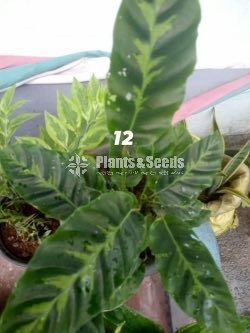 Calathea Plants