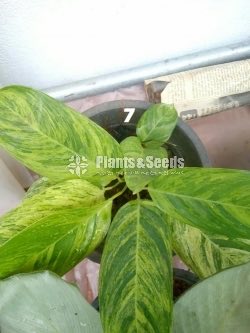 Calathea Plants