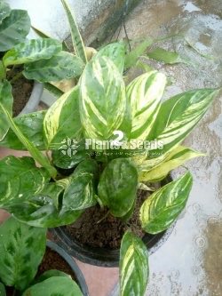 Calathea Plants