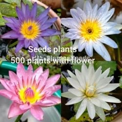 Seed Plants with Flowers