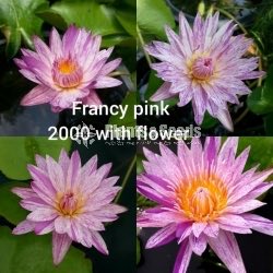 Fancy Pink