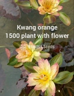 Kwang Orange