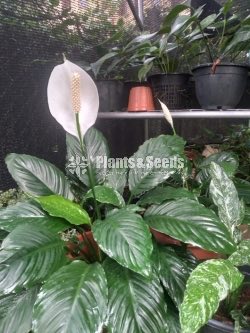 Anthurium 